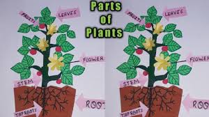 A packaging material that is made from the plant has been developed by a mexican researcher and is offering a promising solution to one of the world's biggest pollution conundrums. Model Of Parts Of The Plants For School Project Exhibition Kansal Creation Diy Sst Science Project Youtube