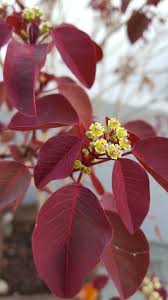 Image result for Euphorbia crebrifolia