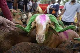 Chinese woman kill goat please subscribe to my channel help me reach 100 subscribers share this video. Opinion Why Do Muslims Slaughter Animals For God The New York Times