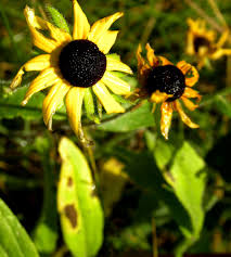 They are throughout the patch on many different leaves. Rudbeckia Black Eyed Susan Care Growing Tips Horticulture