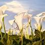 Profile Picture of Christine Erickson Fine Art (@chrisericksonart.com) on Google