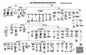 Exact Pond Life Identification Chart 2019