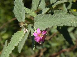 Image result for Melochia