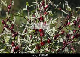 Image result for Hibiscus malacospermus