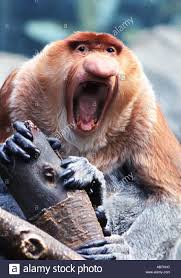 Résultat de recherche d'images pour "nasalis larvatus"