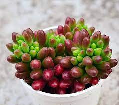 虹之玉 sedum rubrotinctum 是景天科景天属的多肉植物 多年生肉质草本植物 原产地是墨西哥 别称为圣诞快乐 生长速度比较快 春夏是主要生长季节 夏季35度高温需遮阴 冬天保持5摄氏度以上即可安全越冬 photo wall photo succulents