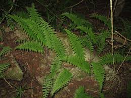 Image result for Abrodictyum rigidum