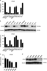 There have been a few studies examining transgenerational risks of radiation exposure but the results have been inconclusive. Loss Of Cyld Expression Unleashes Wnt Signaling In Multiple Myeloma And Is Associated With Aggressive Disease Oncogene