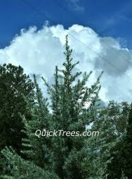 We did not find results for: Deodar Cedar Electra Quicktrees