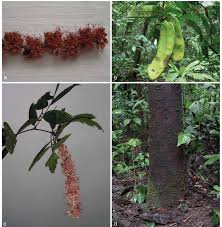 Image result for Englerodendron mengei