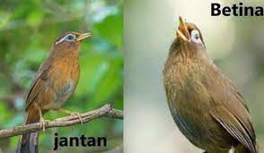 Wambi om ekor lagi dorong ada luka di bawah paruh tapi dah kering bunyi masih gerol pendek wa 08575xxxxx Harga Burung Wambi Terbaru September 2020 Terlengkap