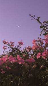 Lavender aesthetic purple aesthetic aesthetic dark plant aesthetic flower aesthetic my flower beautiful flowers flower studio no rain. Nice Aesthetic Flower Wallpapers Wallpaper Cave