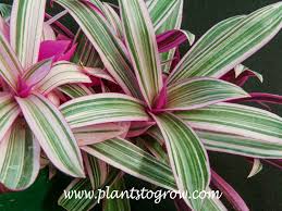 Image result for Tradescantia spathacea