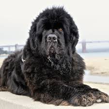 pin by natalya on my newfies newfoundland dog dogs dog cat