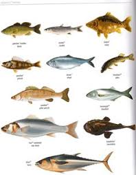 Pin By Ivan Ivan On Fish Learn French How To Speak French Learn French Fast
