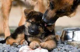 What Is The Best Diet For A German Shepherd Puppy Food Chart And Development