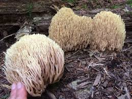 Image result for Ramaria stricta