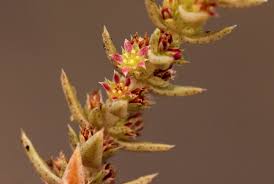 Image result for Crassula lanceolata