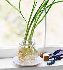 Anyone who is going to growing garlic will have to know how much water to give their plants because it can either help them grow and flourish or kill them altogether. Gardening With Kids Plant An Odds And Ends Garden Gardening For Kids Grow Garlic Indoors Growing Garlic