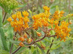 Image result for Asclepias grandirandii