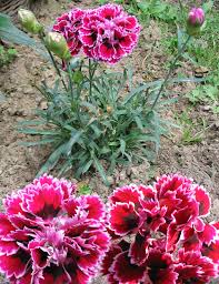 Image result for Dianthus chimanimaniensis