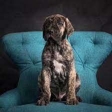 Our great dane puppies are very quality breed. Great Dane Puppies Va Dog Photographer Great Dane Puppy Dogs Great Dane