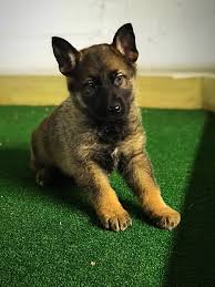 Extra large champagne white tzarina german shepherd. Sable East German Shepherd Puppies Ddr Guard Dogs