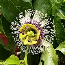 We did not find results for: Passiflora Edulis Purple Passion Fruit Uploaded By Treefrog44