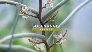 Image result for Solenangis