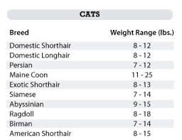 American Shorthair Weight Chart The Best Model American