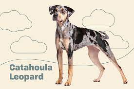 Catahoula Leopard Catahoula Leopard Cur Dog Breed Information Characteristics Daily Paws