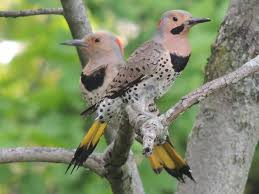 Birds That Start With R Northern Flickers Female L Male R Note The Female S Lack Of Mustache Northern Flicker Animals Woodland