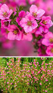 Boronia Boronia Garden Gardening Plant Mygarden Giardinaggio Gardenia