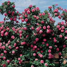 Ample, healthy, darkish green foliage. America Climbing Rose Jackson Perkins