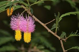 Image result for Dichrostachys