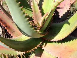 Image result for Aloe wollastonii