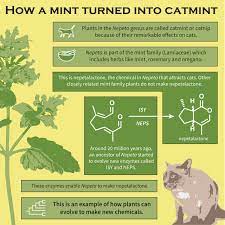 More aromatic than catmint, this is the plant that frisky felines go crazy for, but its ornamental attributes are lacking and it tends to be weedy and invasive. How A Mint Became Catmint