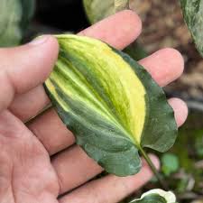 Image result for Drimiopsis maculata