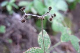Image result for Galium scabrellum