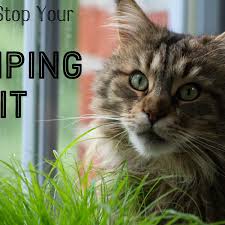 We carry a large selection and the top brands like best shot, dr. Why Is My Neutered Male Cat Humping And How Do I Stop It Pethelpful By Fellow Animal Lovers And Experts
