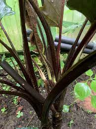 Stems are very dark purple, almost black in colour. Baroque Sword Alocasia Lauterbachiana In The Elephant Ears Alocasia Database Garden Org