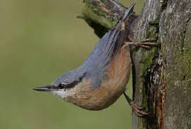 die 30 haufigsten gartenvogel lbv gemeinsam bayerns natur schutzen lbv vogel bestimmen vogel kleiber