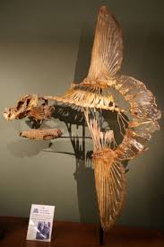File Mola Mola Skelett Naturhistorisches Museum Wien Jpg Animal Skeletons Prehistoric Animals Prehistoric Creatures