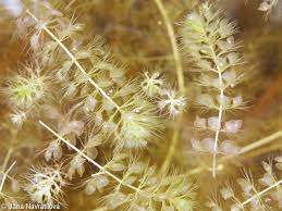 Image result for Aldrovanda vesiculosa