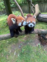 Image result for pandas