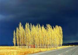 Yellow Trees Photo By Hasan Hizli Beautiful Landscapes Landscape Photos Yellow Tree