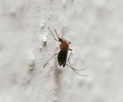 Pin On Bugs