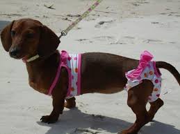 Dachshund In A Bikini Dachshund Love Weenie Dogs Dachshund Lovers