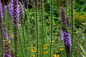 Image result for Pycnostachys schliebenii