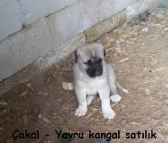 Kangal Yavrusu Satislari Anadolu Aslan Kangal Yavrusu Uretim Ciftligi